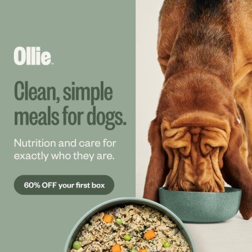 Ollie: Healthier, Custom Human-Grade Dog Food Delivered
