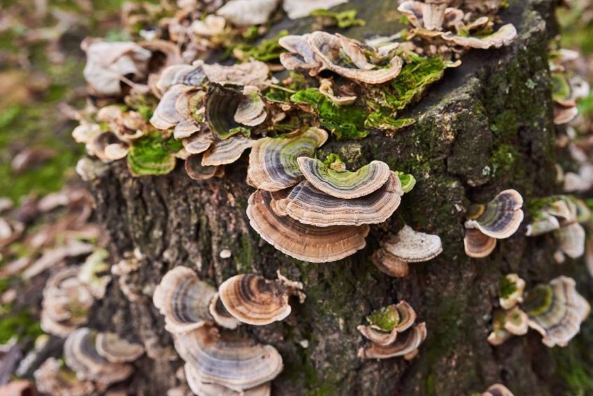 Turkey Tail Mushrooms, a key ingredient in Critical Immune Defense for dogs and cats